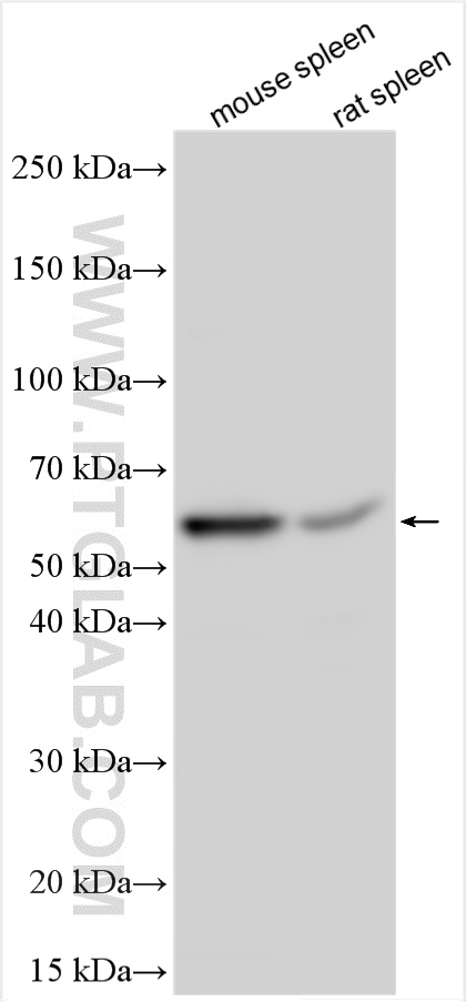 WB analysis using 32385-1-AP