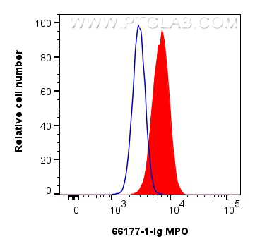 FC experiment of HL-60 using 66177-1-Ig