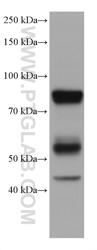 WB analysis of HL-60 using 66177-1-Ig