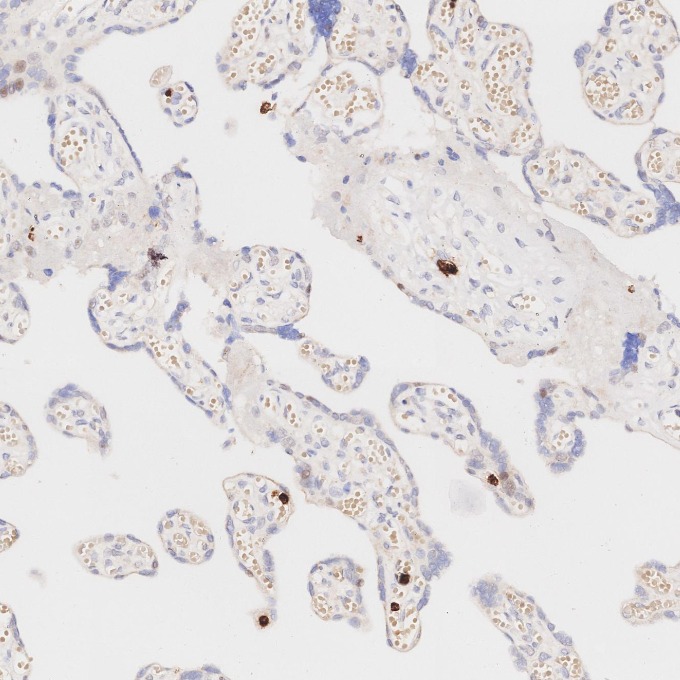 IHC staining of human placenta using 81610-1-RR
