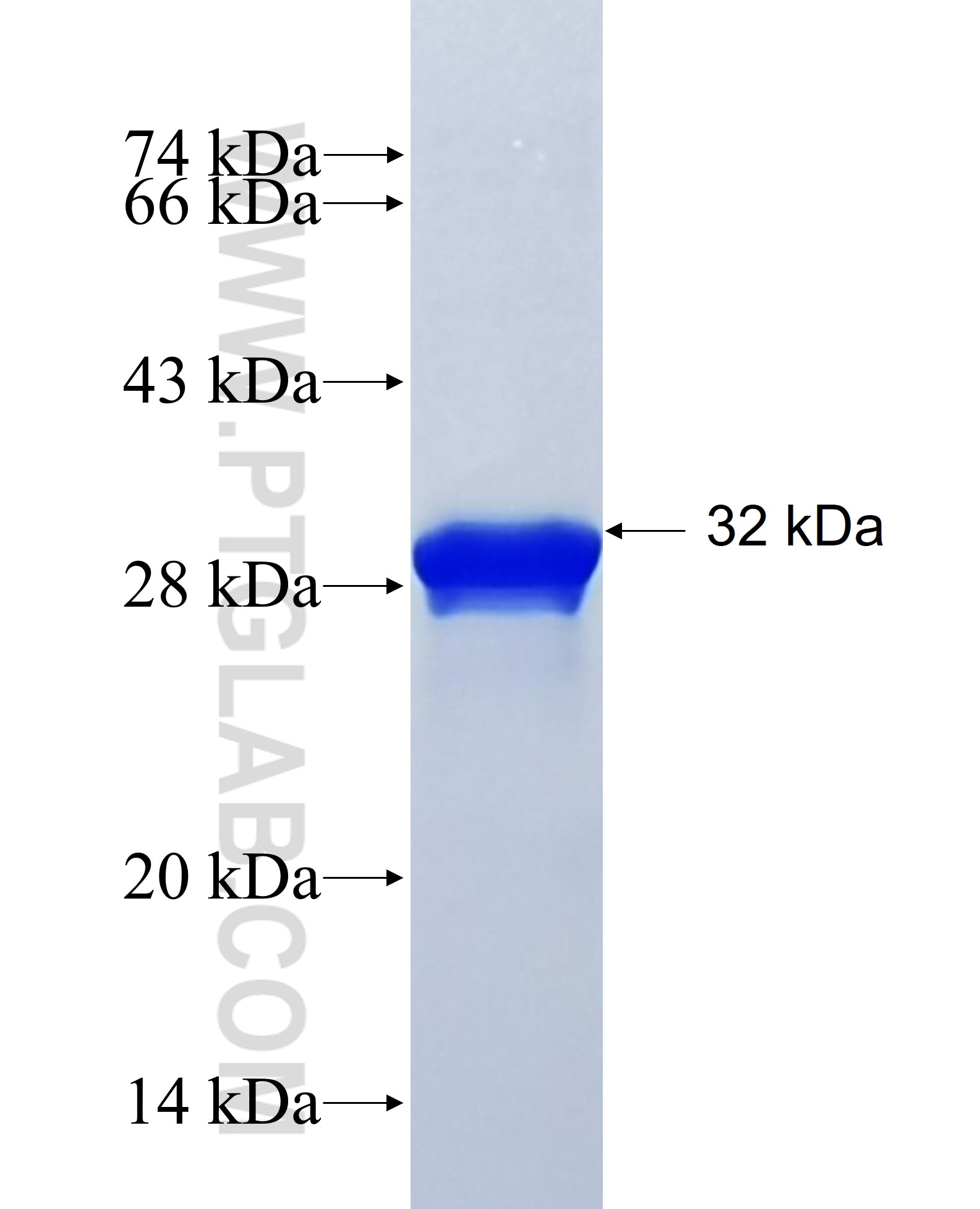 MPO fusion protein Ag17564 SDS-PAGE