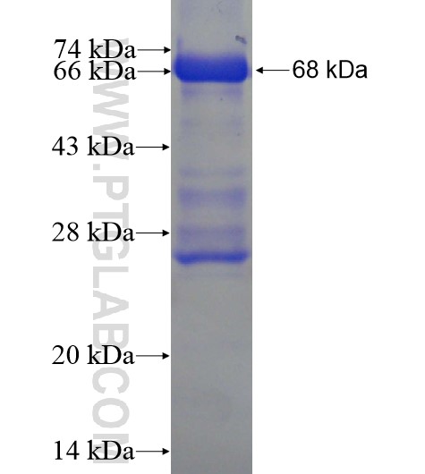 MPP3 fusion protein Ag6246 SDS-PAGE