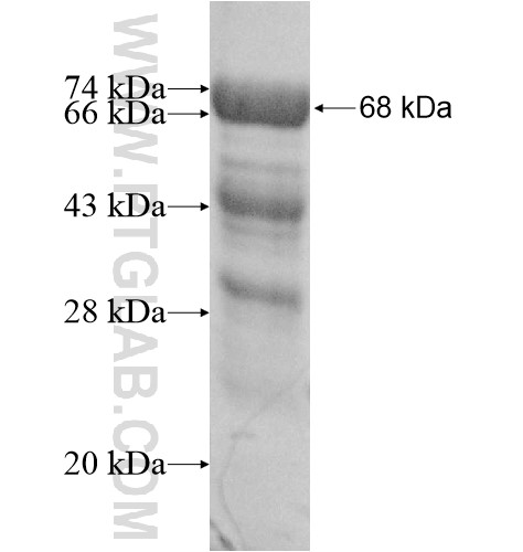 PALS1 fusion protein Ag12010 SDS-PAGE