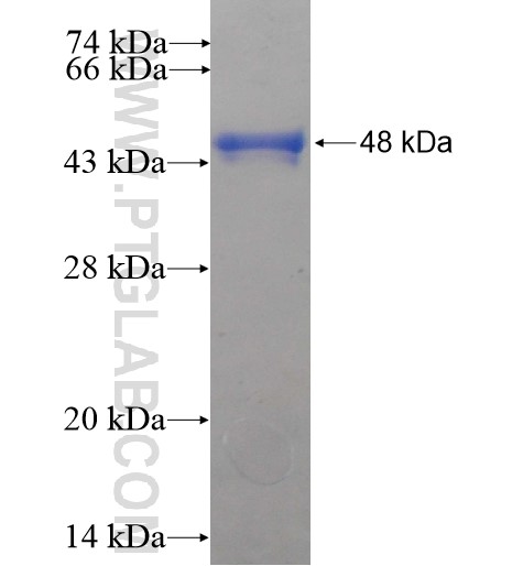PALS1 fusion protein Ag12029 SDS-PAGE