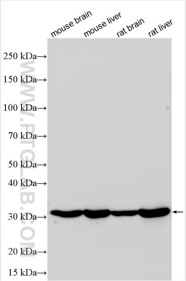 Various lysates were subjected to SDS PAGE followed by western blot with 33209-1-AP (MPST antibody) at dilution of 1:20000 incubated at room temperature for 1.5 hours. WB analysis using 33209-1-AP
