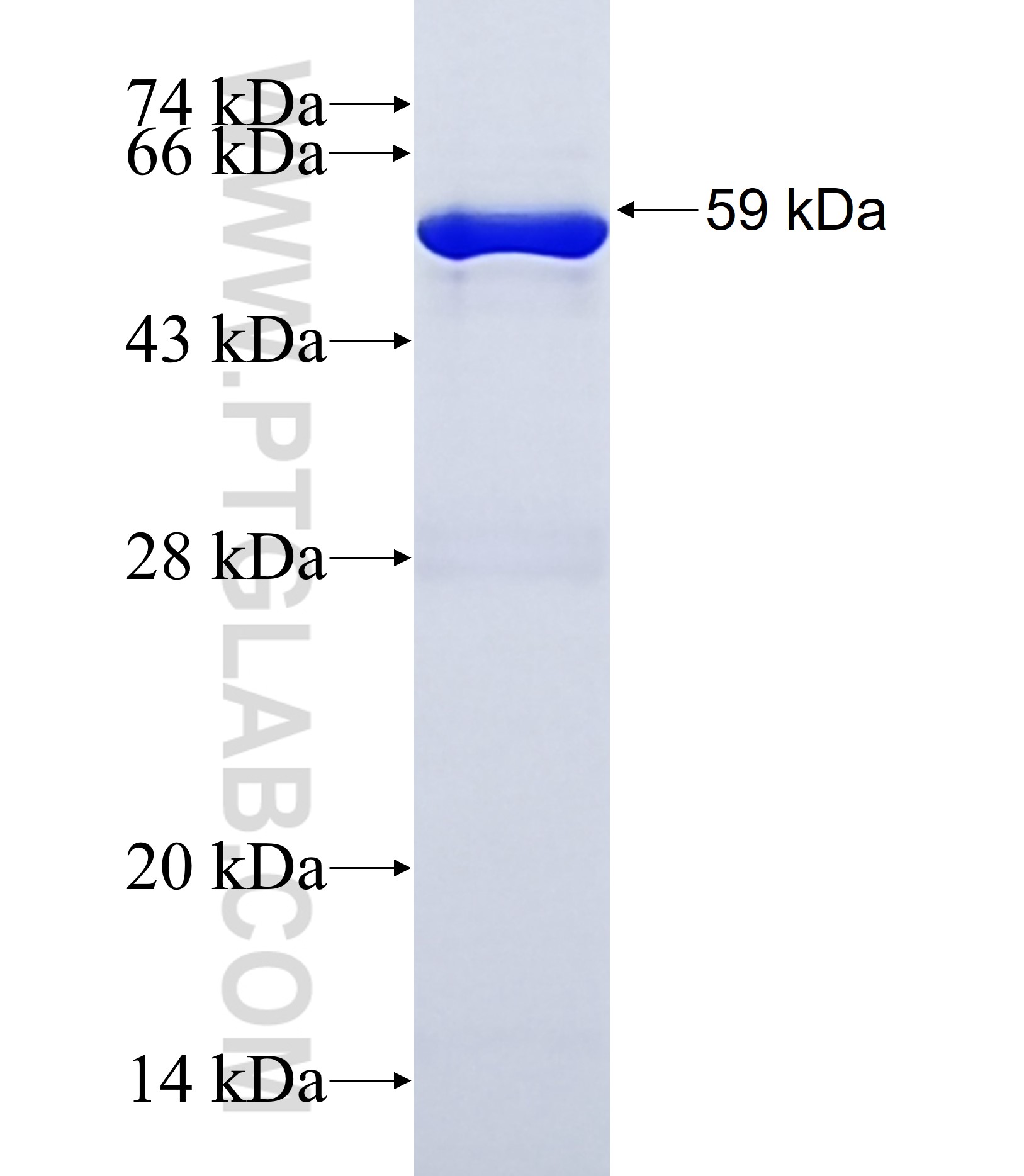 MPST fusion protein Ag38043 SDS-PAGE MPST fusion protein Ag38043 SDS-PAGE