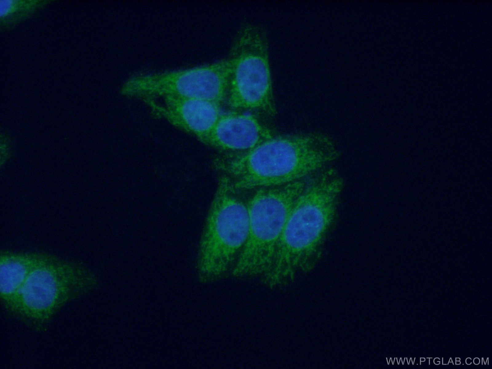 IF Staining of HepG2 using 10310-1-AP