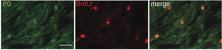 IF Staining of myelinating SCs cells using 10572-1-AP