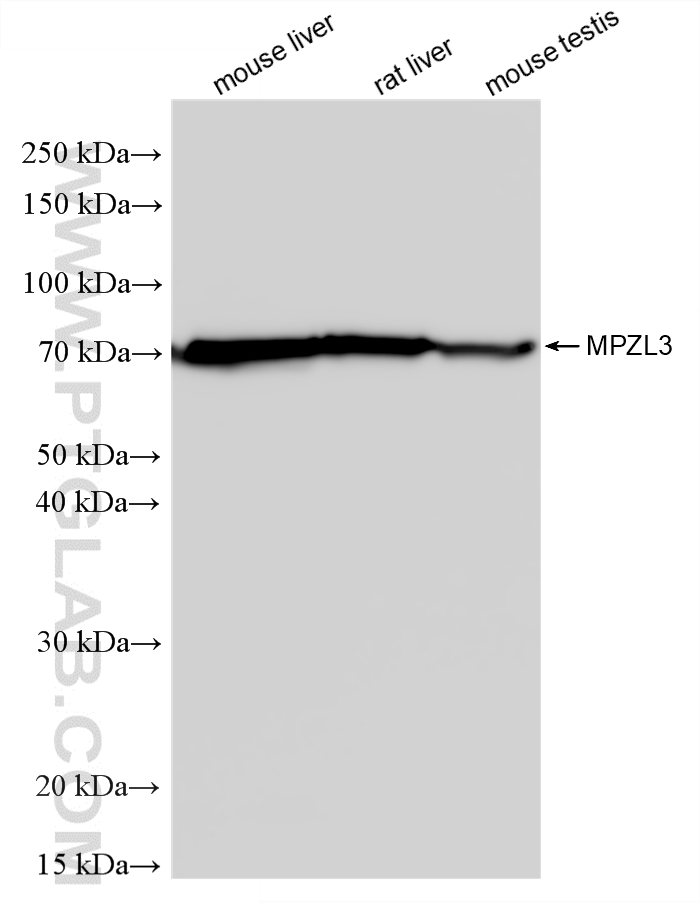 Various lysates were subjected to SDS PAGE followed by western blot with 25513-1-AP (MPZL3 antibody) at dilution of 1:1000 incubated at room temperature for 1.5 hours. WB analysis using 25513-1-AP