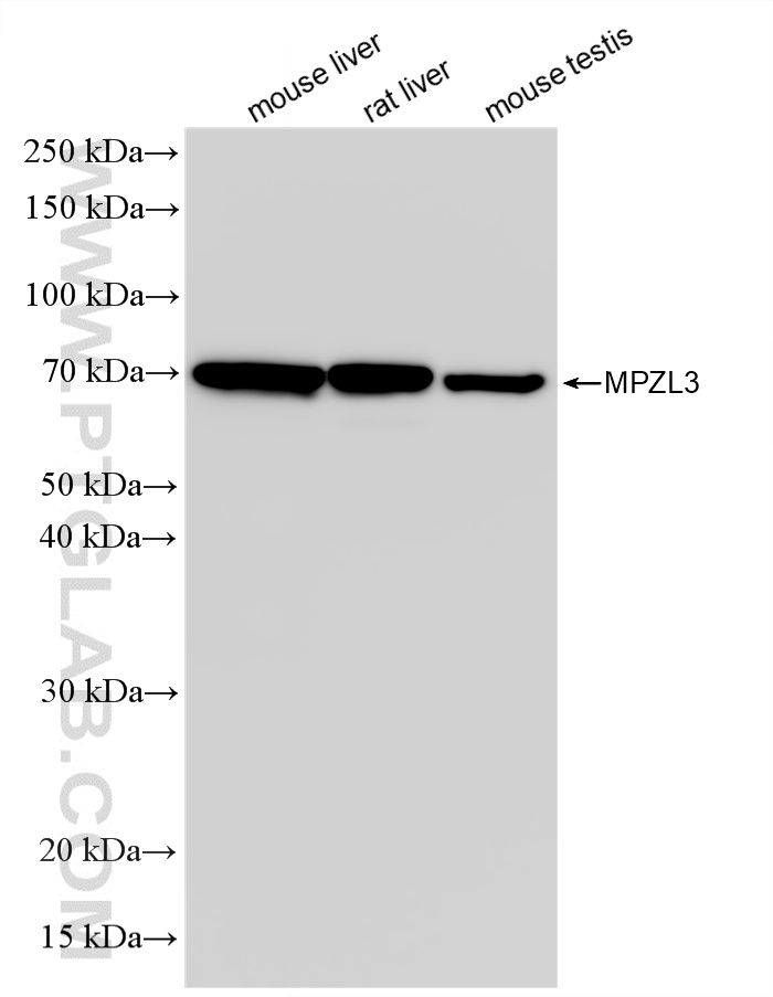 WB analysis using 86803-1-RR (same clone as 86803-1-PBS)