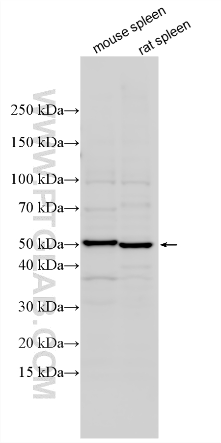 Various lysates were subjected to SDS PAGE followed by western blot with 13260-1-AP (MR1 antibody) at dilution of 1:500 incubated at room temperature for 1.5 hours. WB analysis using 13260-1-AP