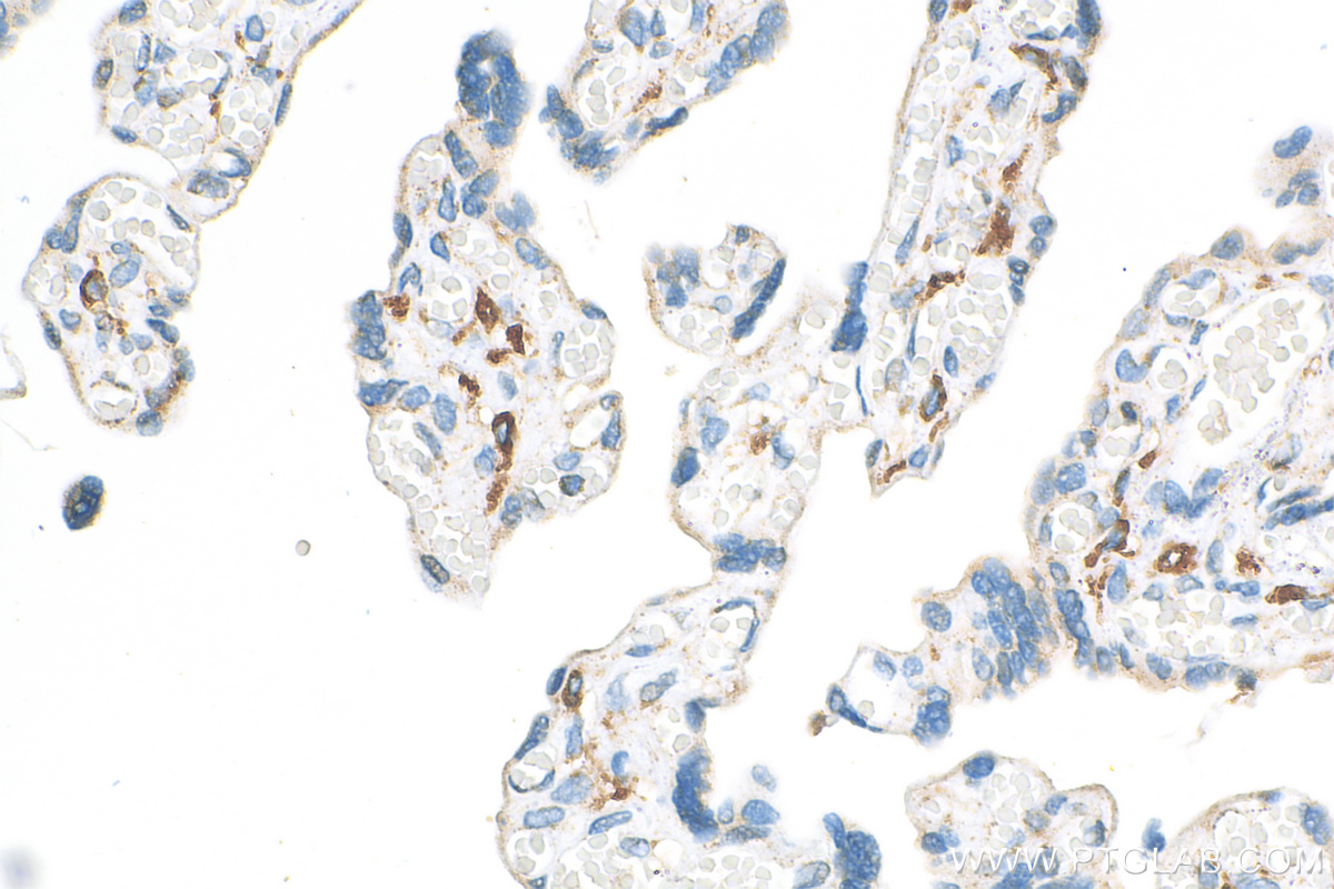 IHC staining of human placenta using 18704-1-AP
