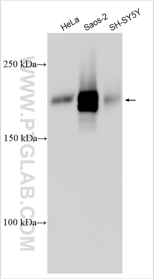 WB analysis using 21410-1-AP