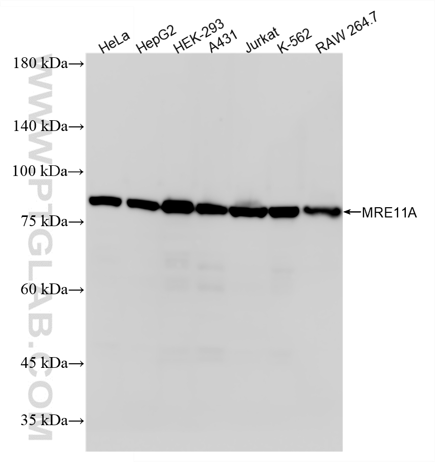 WB analysis using 87066-3-RR