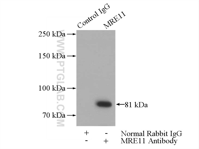 MRE11 Polyclonal antibody