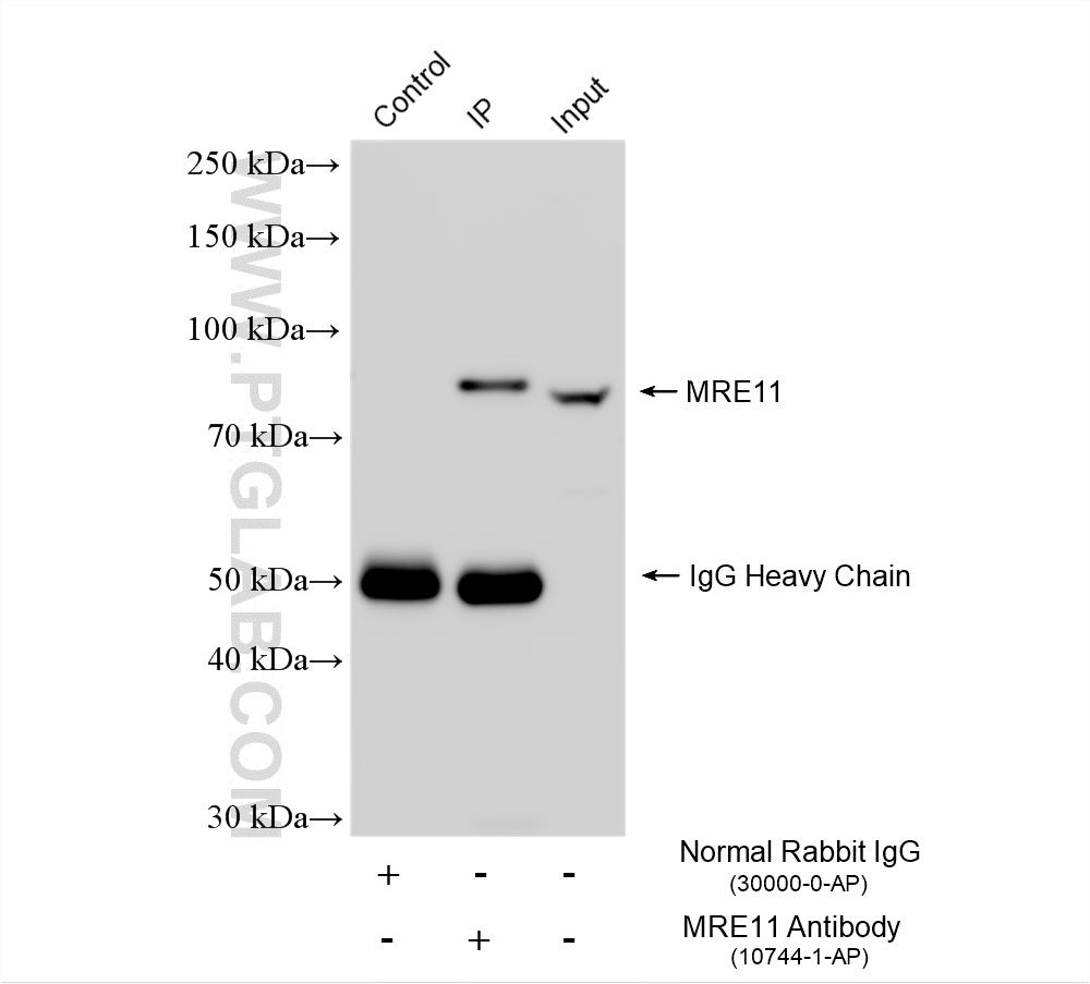 IP result of anti-MRE11 (IP:10744-1-AP, 4ug; Detection:10744-1-AP 1:1000) with HeLa cells lysate 960 ug. IP experiment of HeLa using 10744-1-AP