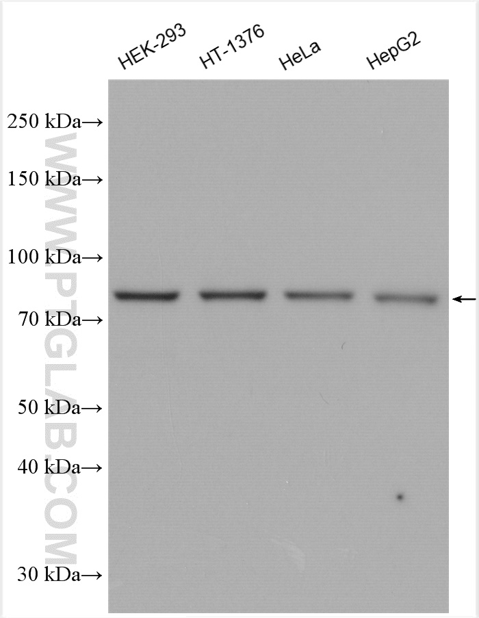 WB analysis using 10744-1-AP