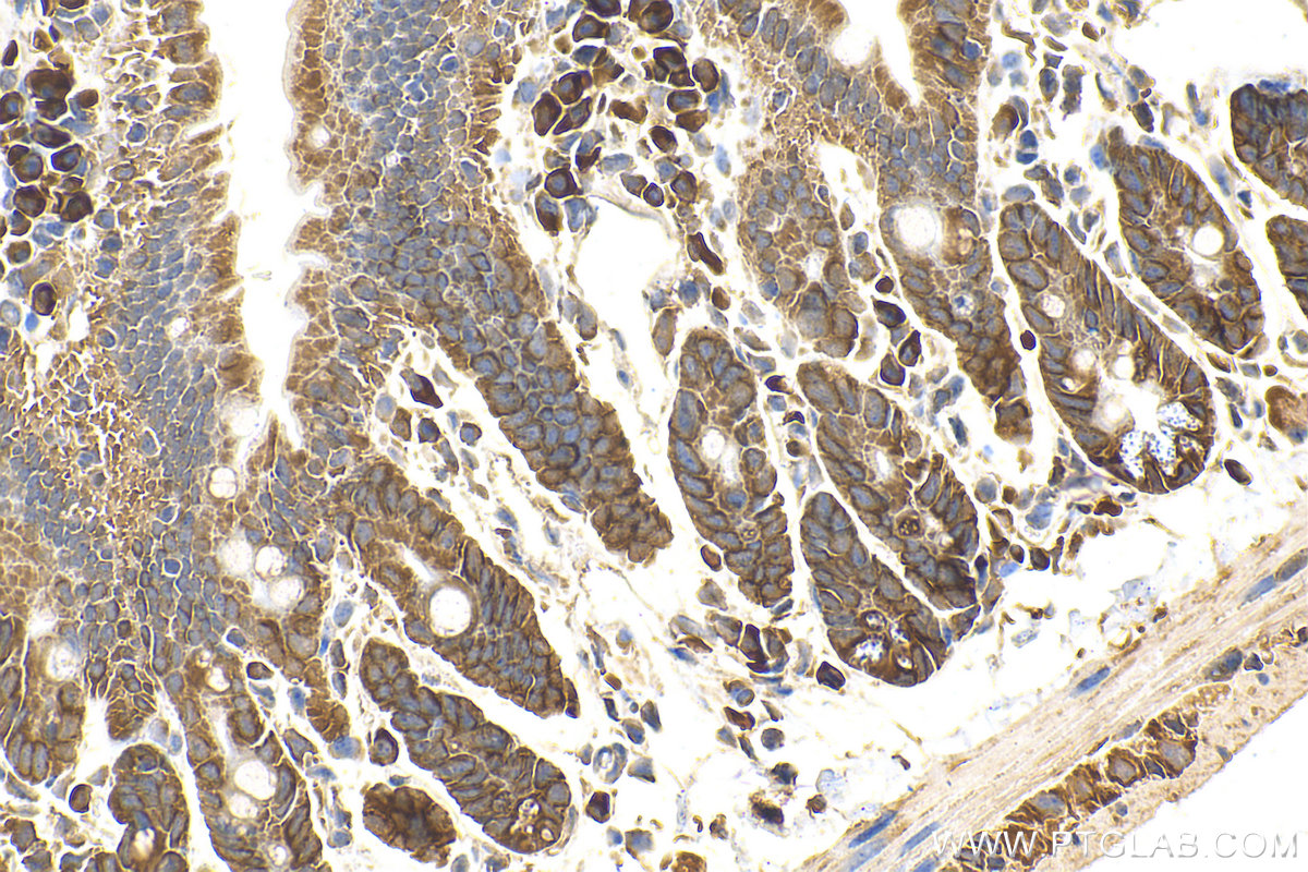IHC staining of mouse small intestine using 23640-1-AP