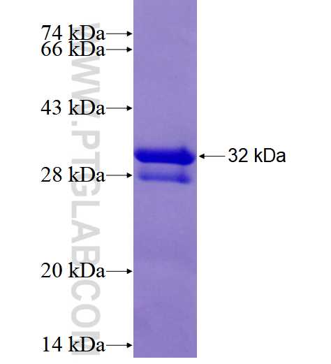 MRGPRX2 fusion protein Ag18030 SDS-PAGE