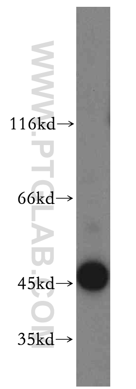 WB analysis of HT-1080 using 19916-1-AP