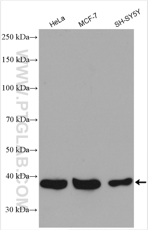 WB analysis using 16392-1-AP