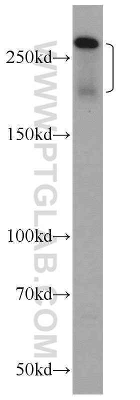 WB analysis of HepG2 using 24893-1-AP