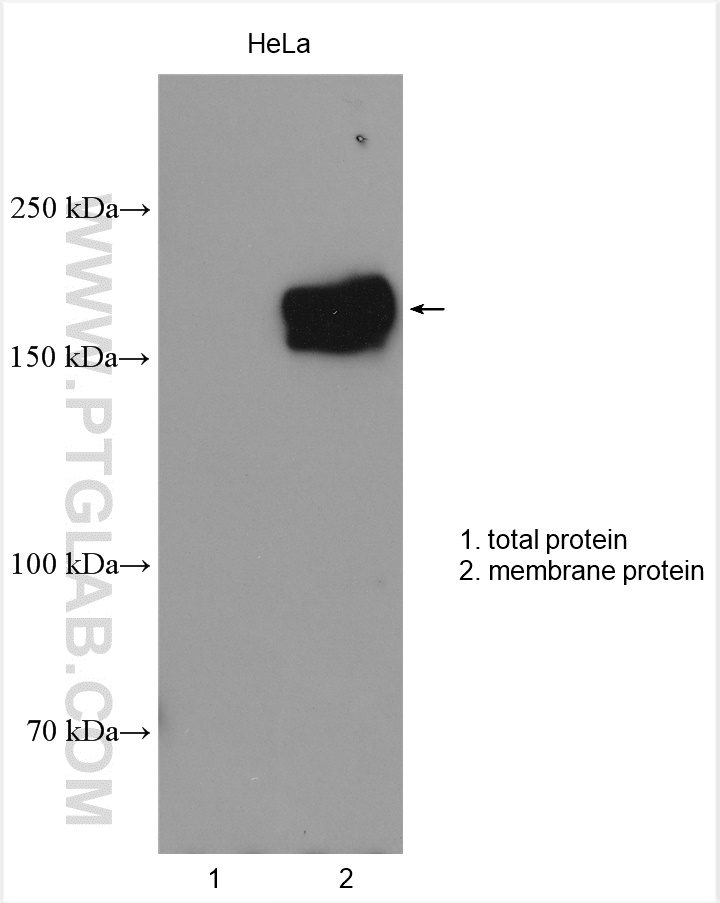 WB analysis of HeLa using 27167-1-AP