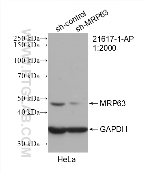 WB analysis of HeLa using 21617-1-AP