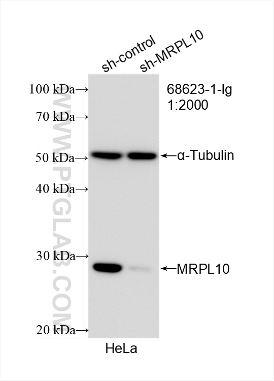 WB analysis of HeLa using 68623-1-Ig