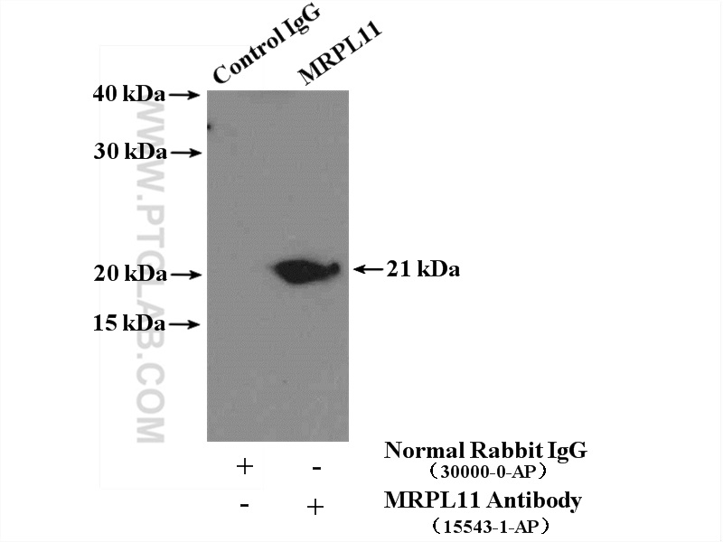 IP experiment of mouse liver using 15543-1-AP