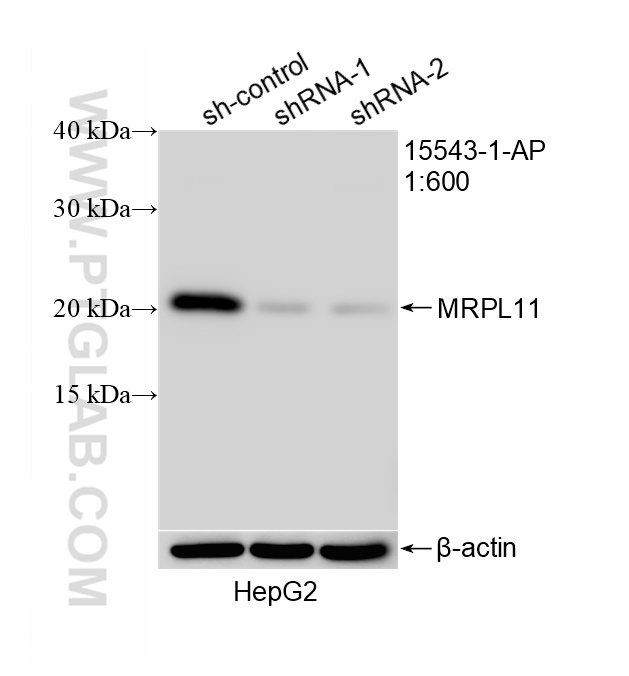 WB analysis of HepG2 using 15543-1-AP WB analysis of HepG2 using 15543-1-AP