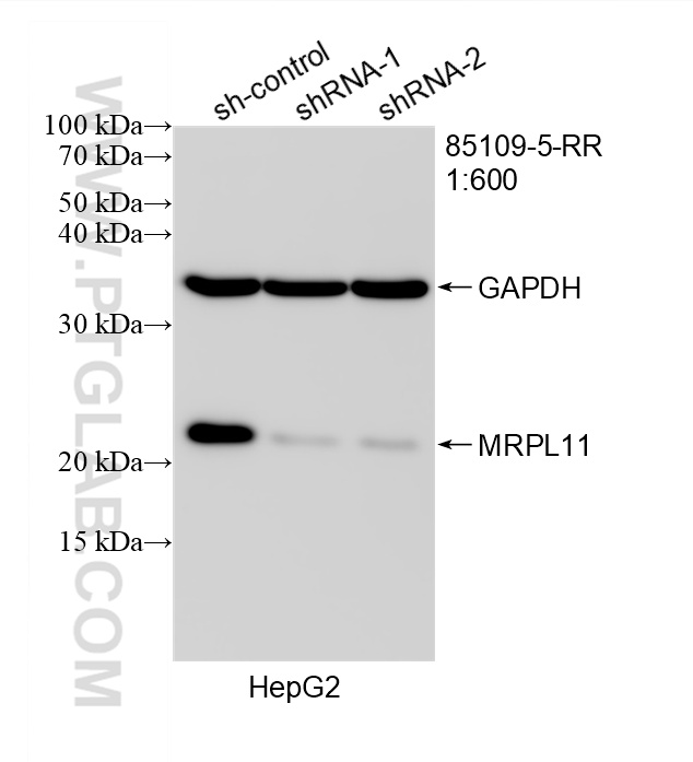WB analysis of HepG2 using 85109-5-RR
