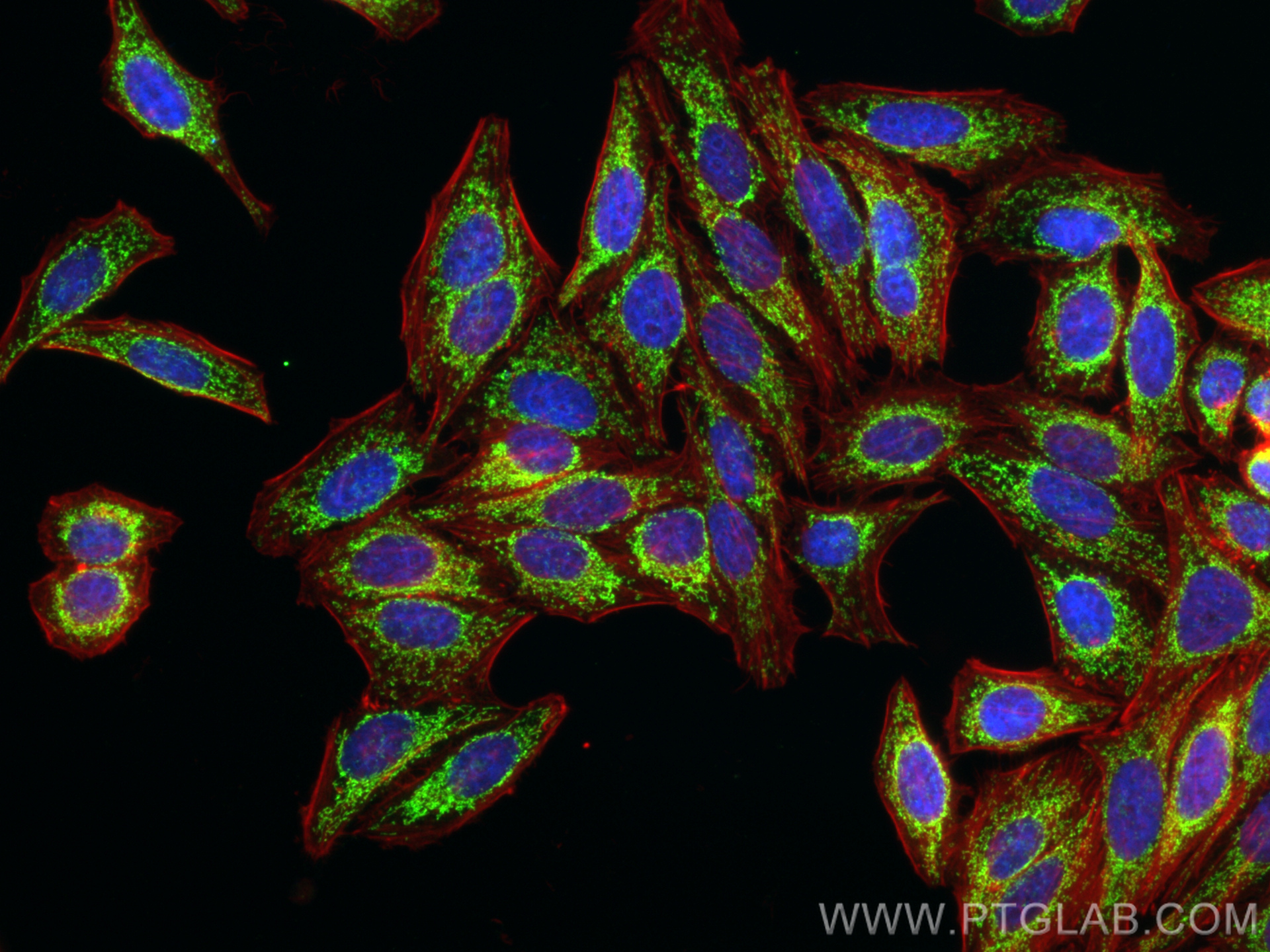 IF Staining of HepG2 using 14795-1-AP