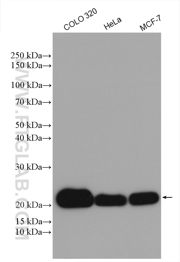 WB analysis using 14795-1-AP