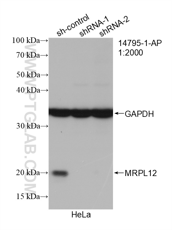 WB analysis of HeLa using 14795-1-AP