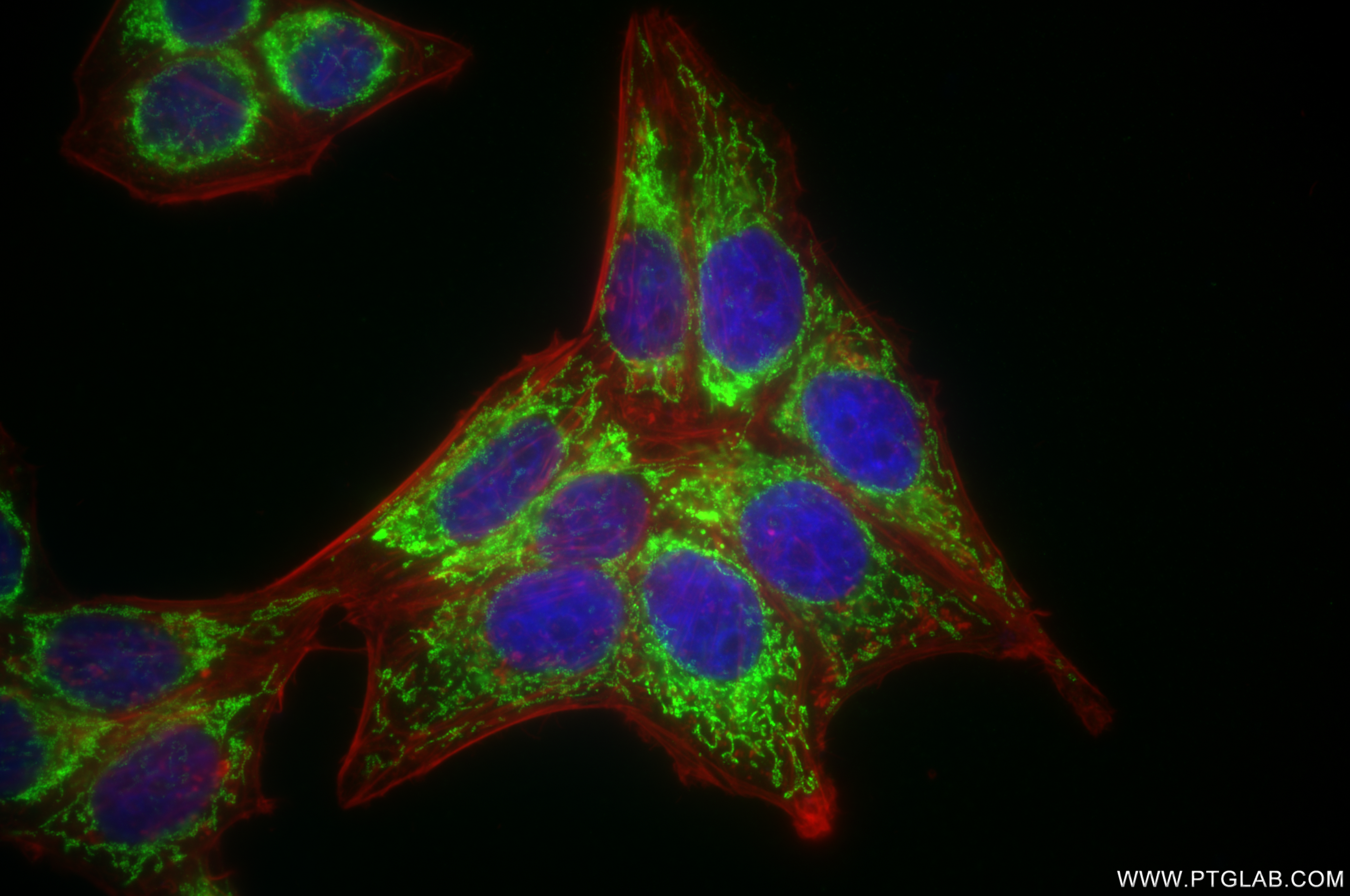 IF Staining of HepG2 using 85070-5-RR (same clone as 85070-5-PBS)