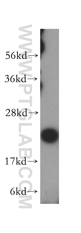 MRPL13 Polyclonal antibody