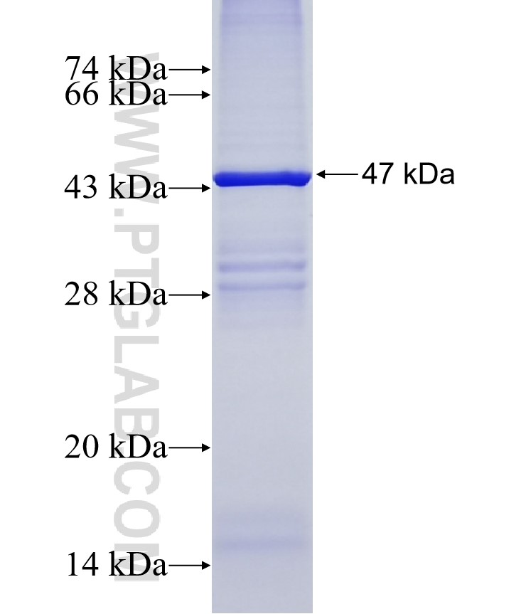 MRPL13 fusion protein Ag8941 SDS-PAGE