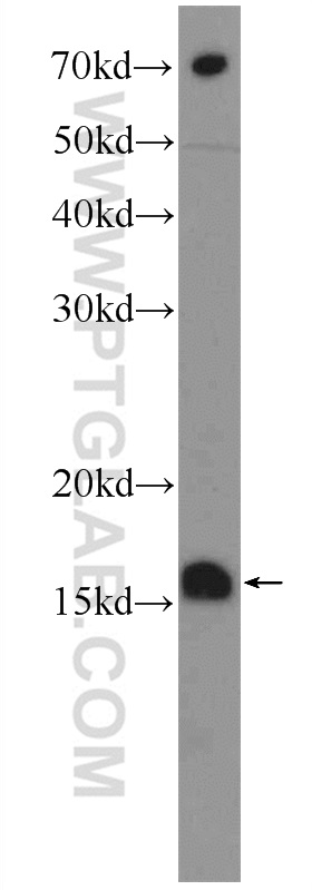 WB analysis of HEK-293 using 15040-1-AP