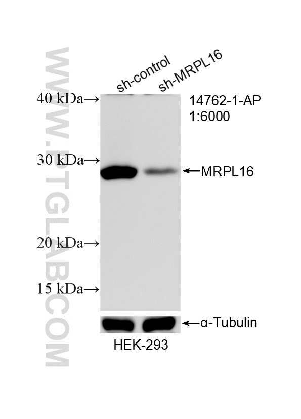 WB analysis of HEK-293 using 14762-1-AP WB analysis of HEK-293 using 14762-1-AP