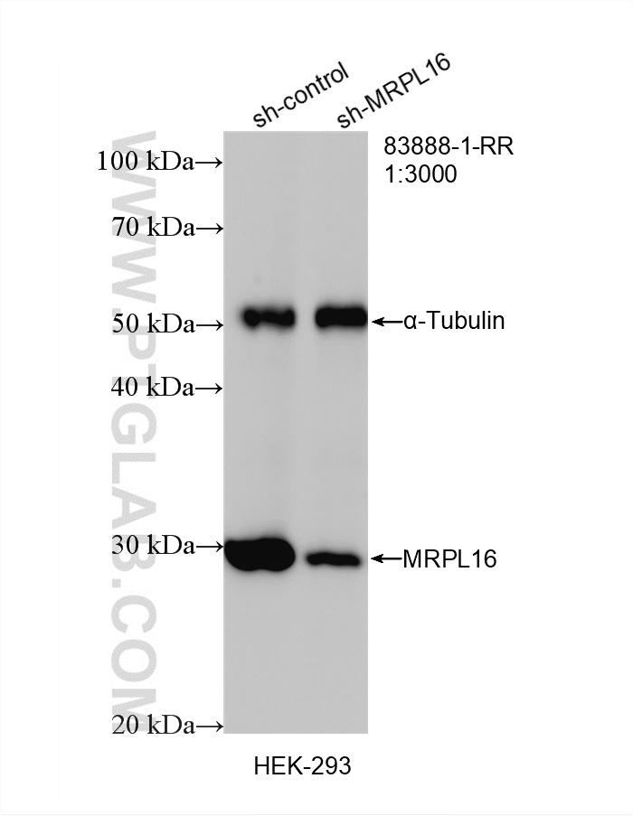 WB analysis of HEK-293 using 83888-1-RR WB analysis of HEK-293 using 83888-1-RR