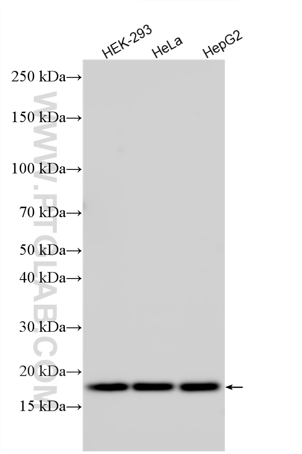 Various lysates were subjected to SDS PAGE followed by western blot with 16969-1-AP (MRPL20 antibody) at dilution of 1:3000 incubated at room temperature for 1.5 hours. WB analysis using 16969-1-AP