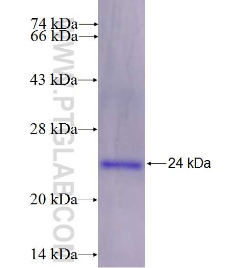 MRPL23 fusion protein Ag2220 SDS-PAGE