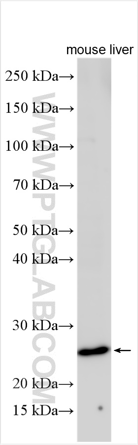 WB analysis using 16224-1-AP