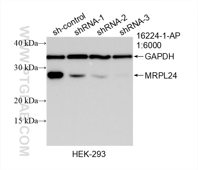 WB analysis of HEK-293 using 16224-1-AP