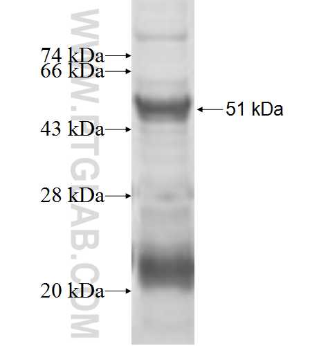 MRPL24 fusion protein Ag9277 SDS-PAGE