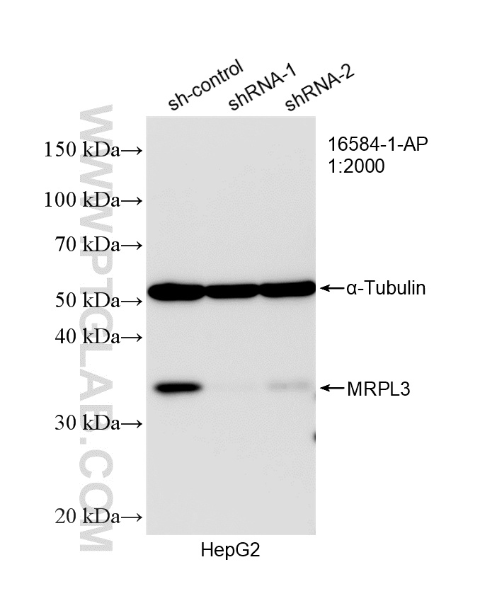 WB analysis of HepG2 using 16584-1-AP (same clone as 16584-1-PBS)