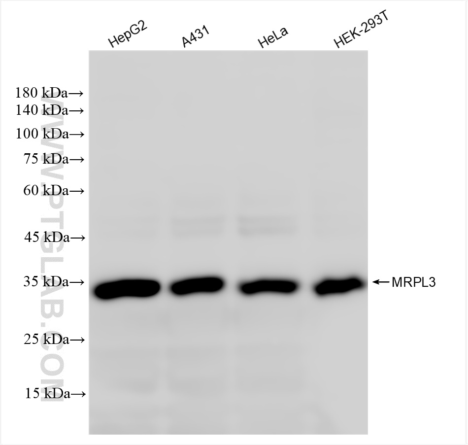 WB analysis using 85327-1-RR (same clone as 85327-1-PBS)