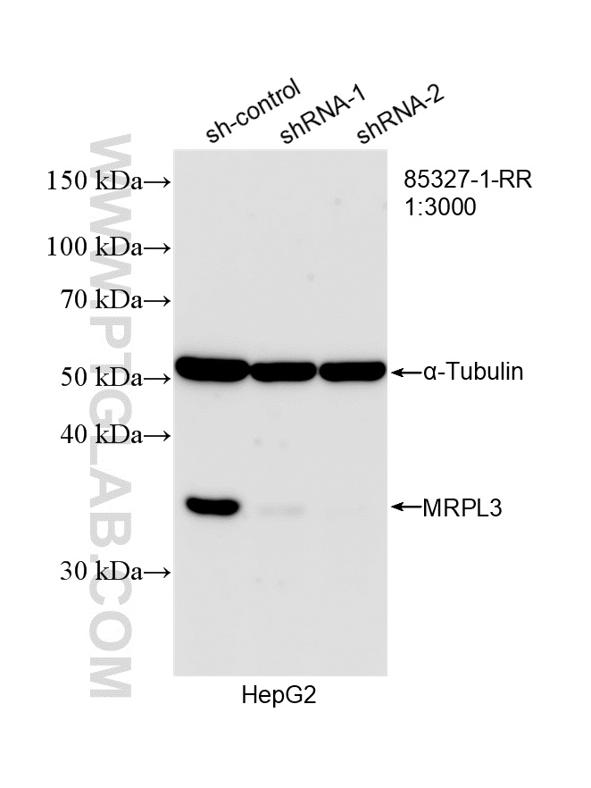 WB analysis of HepG2 using 85327-1-RR (same clone as 85327-1-PBS) WB analysis of HepG2 using 85327-1-RR (same clone as 85327-1-PBS)