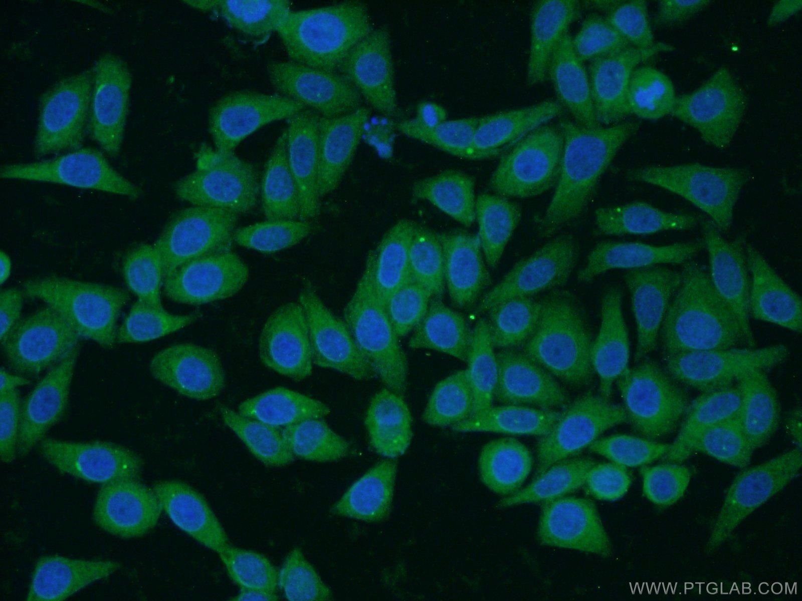 IF Staining of HepG2 using 23870-1-AP